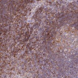 CORO7 Antibody, Novus Biologicals:Antibodies:Primary Antibodies